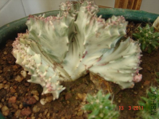DSC08040.JPG