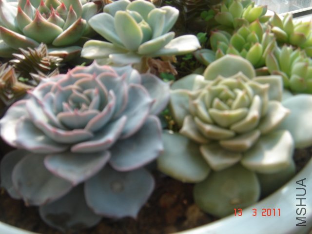 DSC08034.JPG