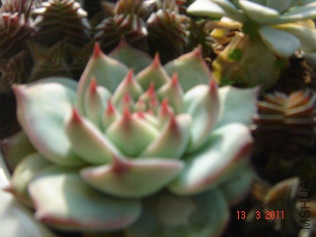 DSC08035.JPG