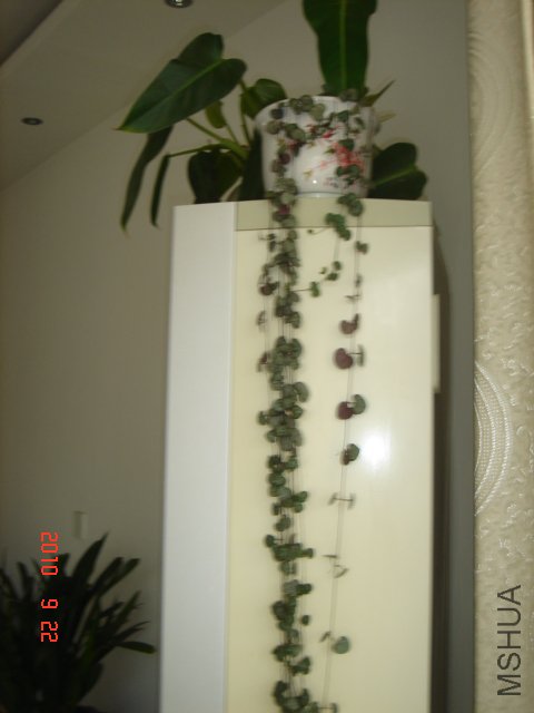 DSC07474.JPG