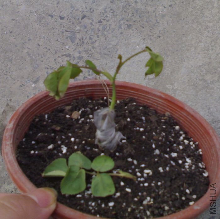 300320111002.jpg