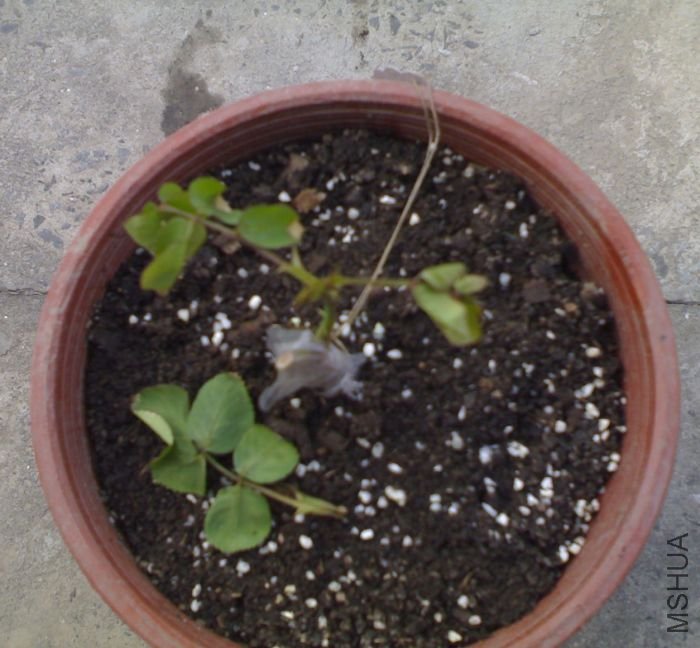 300320111001.jpg