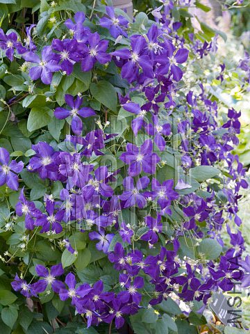 BEP7695_CLEMATIS_JACKMANII________.jpg