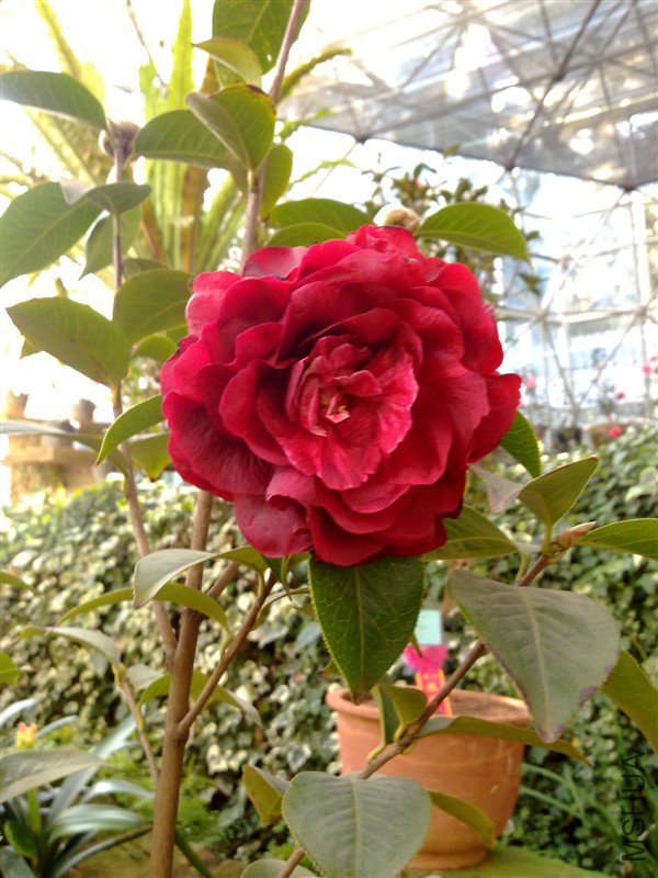 ��ɰ����