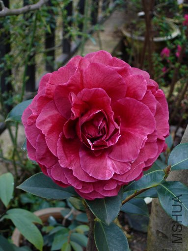 ��ɰ����