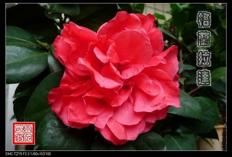 2011��������-01.jpg