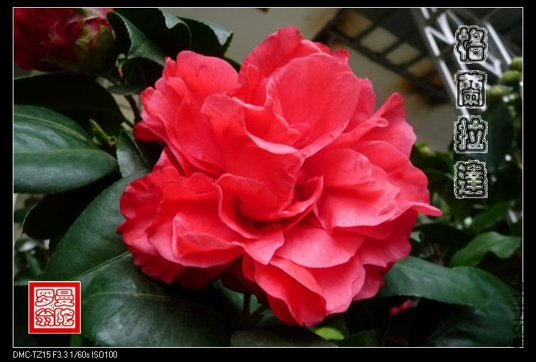 2011��������-02.jpg