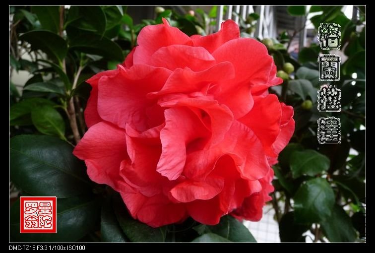 2011��������-04.jpg