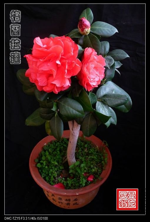 2011��������-08.jpg