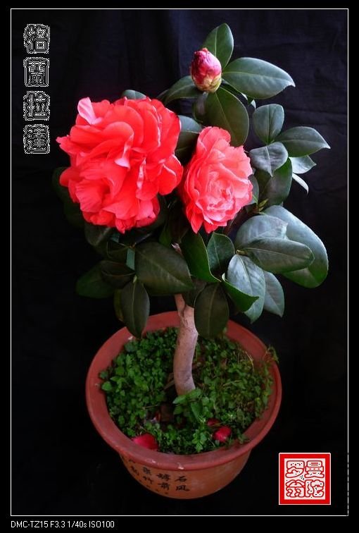 2011��������-09.jpg