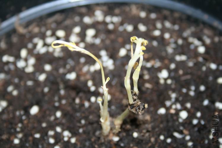 tie8.jpg