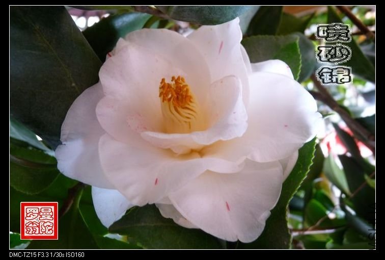 2011��ɰ��-05.jpg