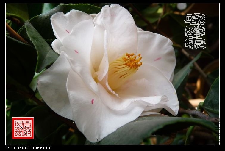 2011��ɰ��-04.jpg