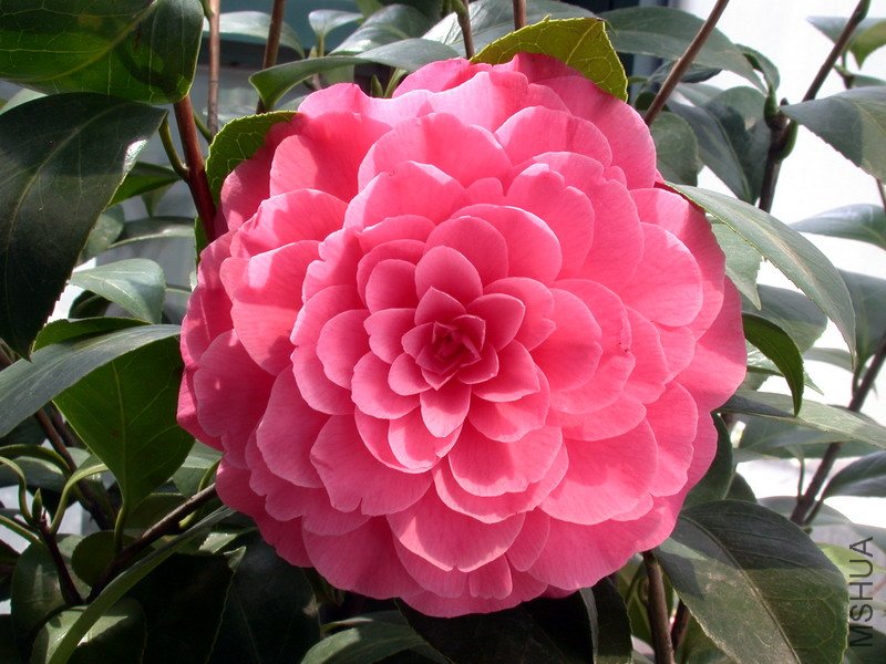 ����ɯ��֯Ů