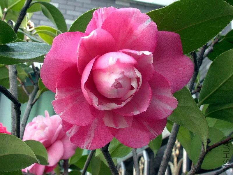 ţ��������