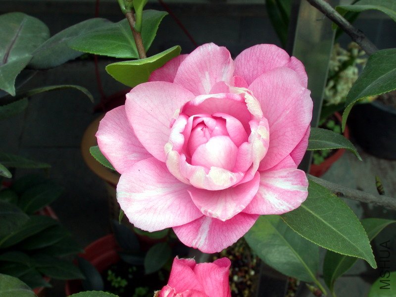 ţ��������