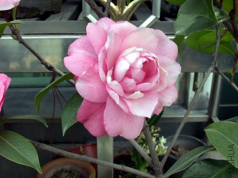 ţ��������