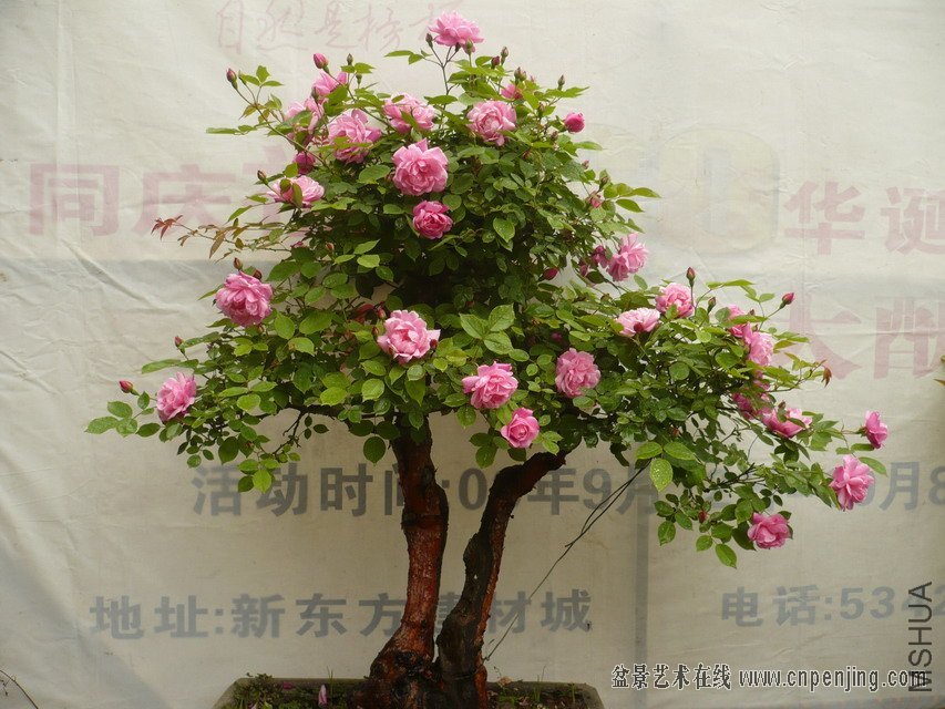 165608fjbf5r5ppm7yjhox[1].jpg
