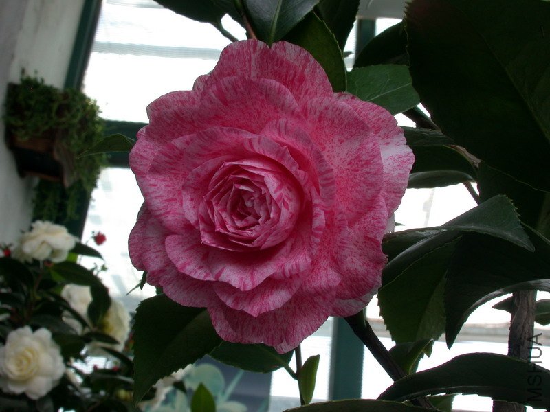 DSCN7853.jpg