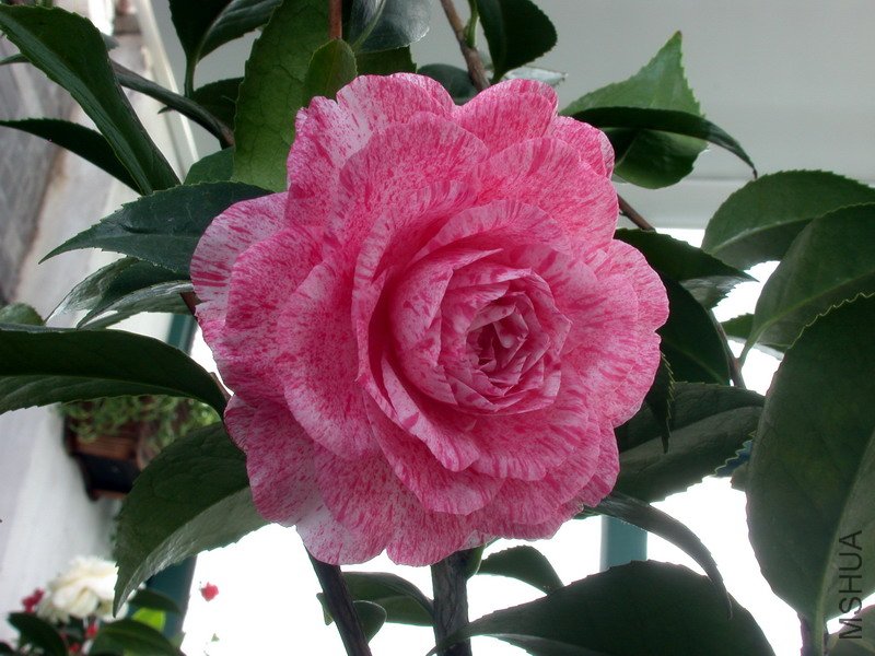 DSCN7852.jpg