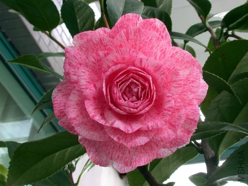 DSCN7851.jpg