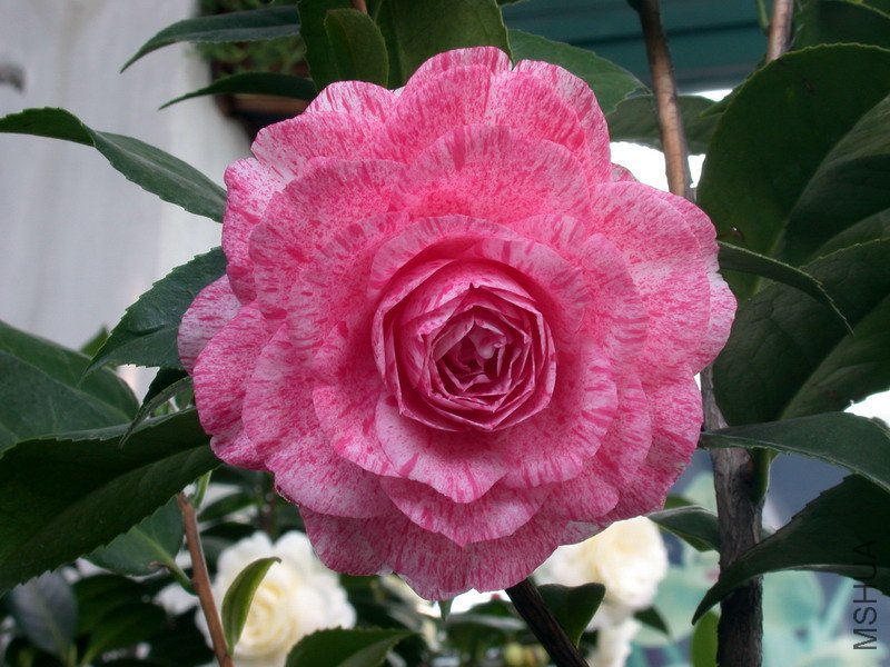 DSCN7850.jpg