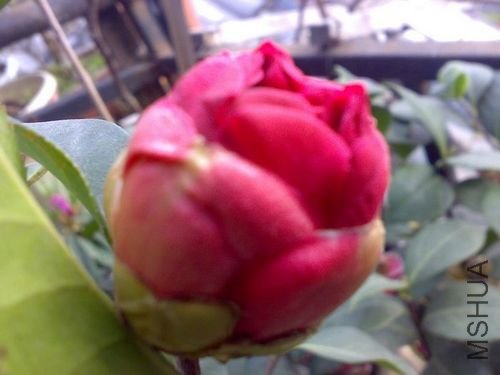 20110401757.jpg