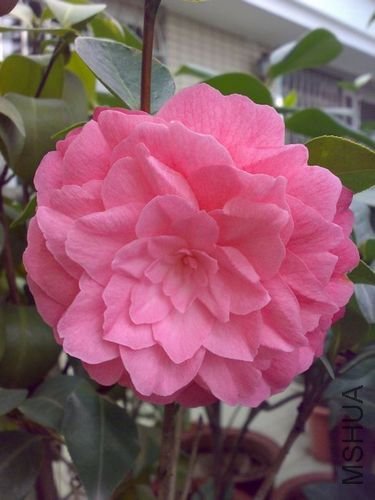 20110321743.jpg