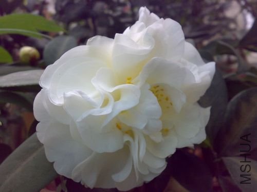 20110401762.jpg