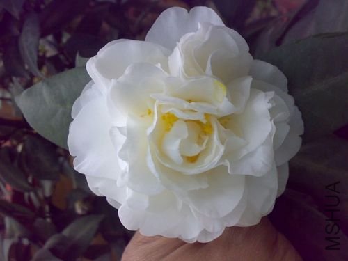 20110401761.jpg