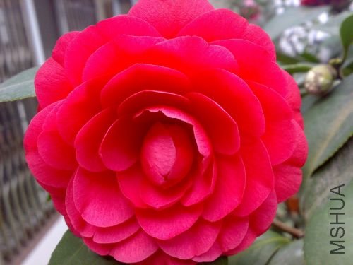 20110321740.jpg
