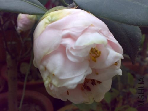 20110321731.jpg