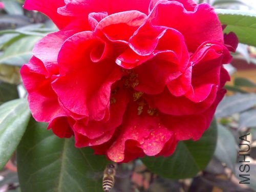 20110321732.jpg
