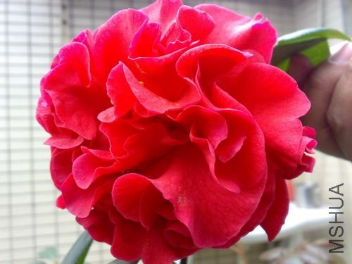 20110321730.jpg
