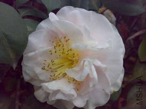 20110311712.jpg