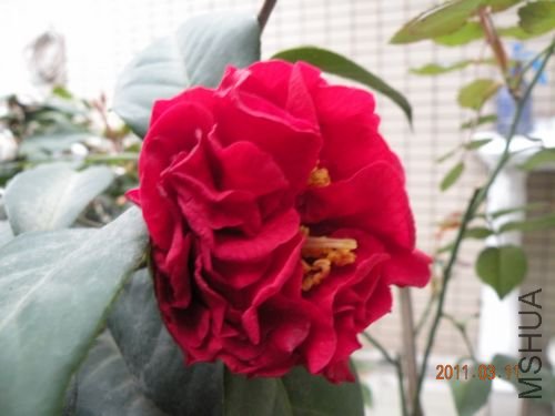 DSCN3729.jpg