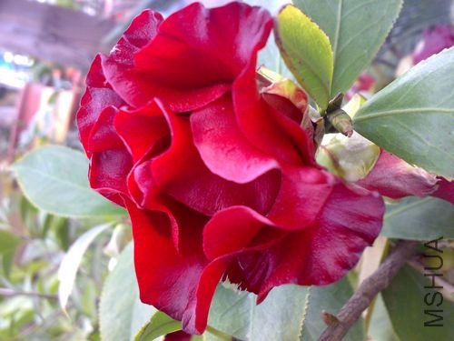 20110321727.jpg