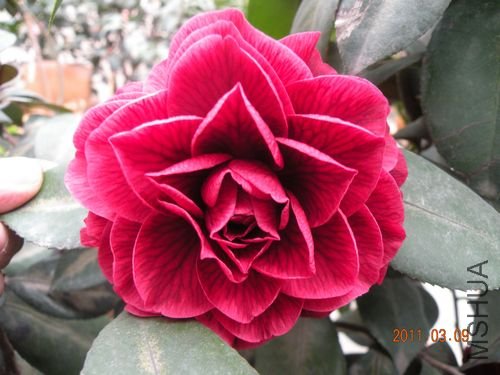 DSCN3705.JPG