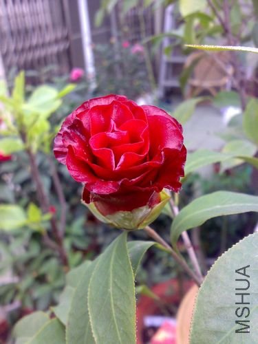 20110321728.jpg