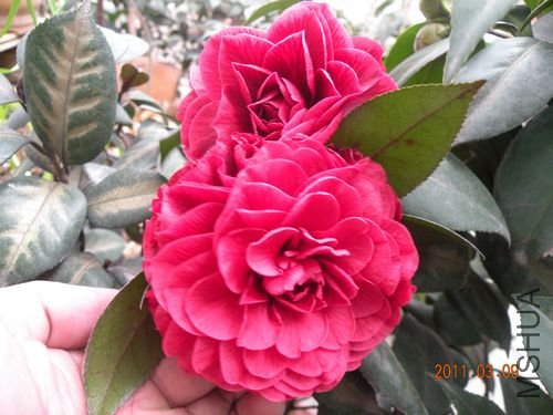 DSCN3706.JPG