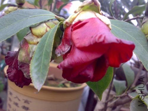 20110321738.jpg