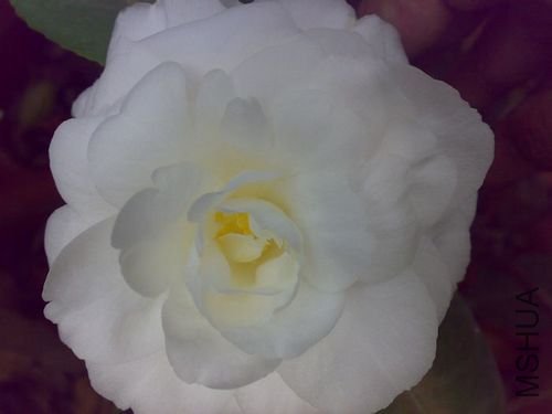 20110321745.jpg