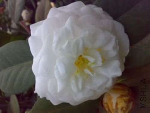 20110401754.jpg