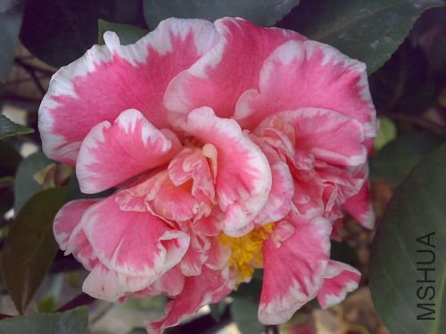 20110321736.jpg