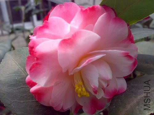 20110321747.jpg