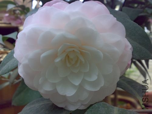 20110321739.jpg