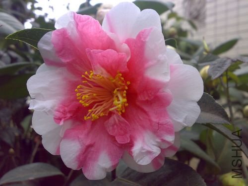 20110311716.jpg