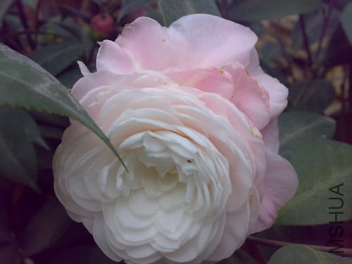 20110321733.jpg