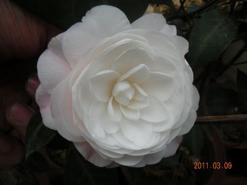 DSCN3696.JPG