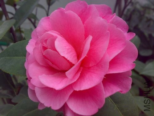 20110311708.jpg